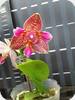 Phal. Joy Fairy Tale Peloric